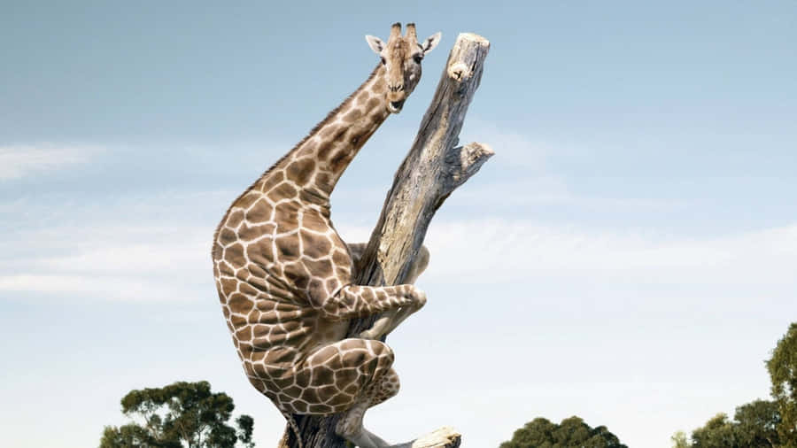 Funny Giraffe Clinging On Dead Tree Wallpaper