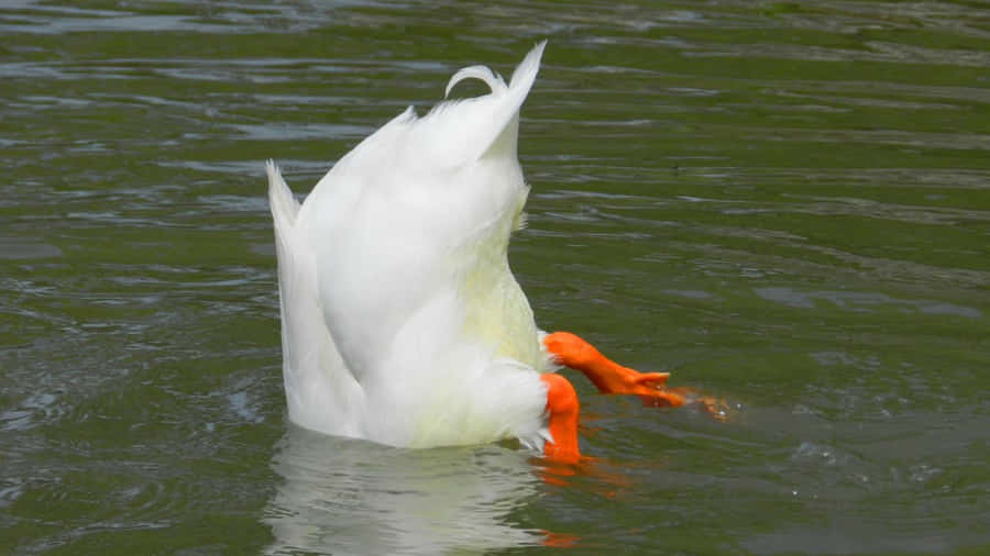 Funny Goose Head Underwater Wallpaper