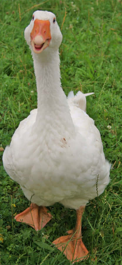 Funny Goose With Cute Smile Wallpaper