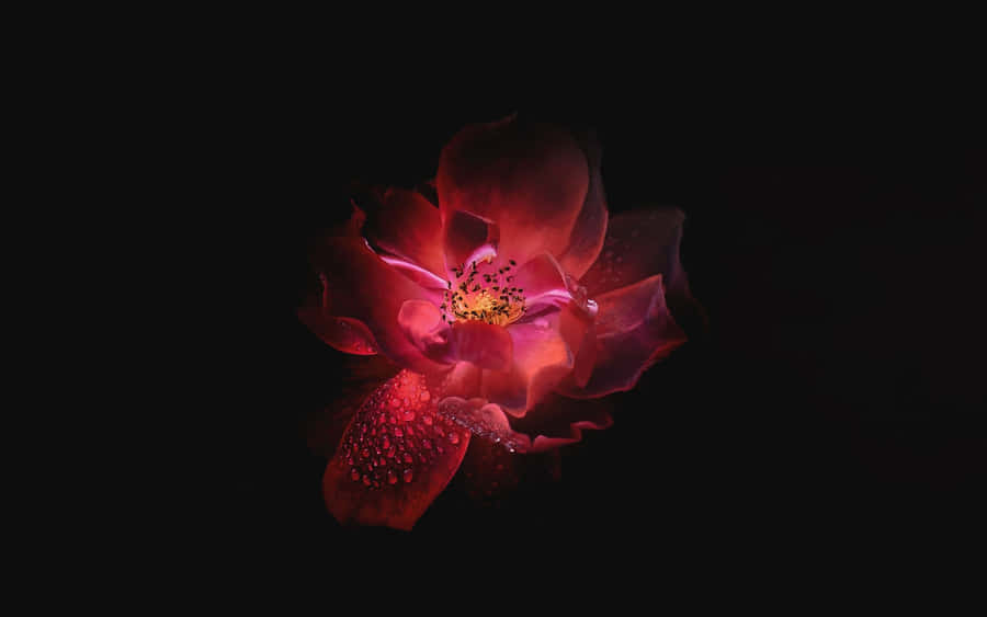 Futuristic Oled Monitor Display Wallpaper