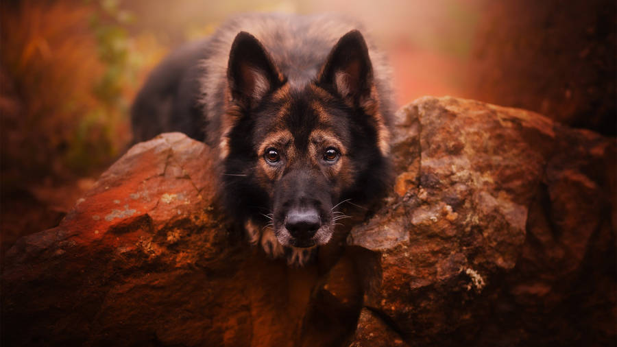 German Shepherd Puppy Stock Photos, Images and Backgrounds for Free Download