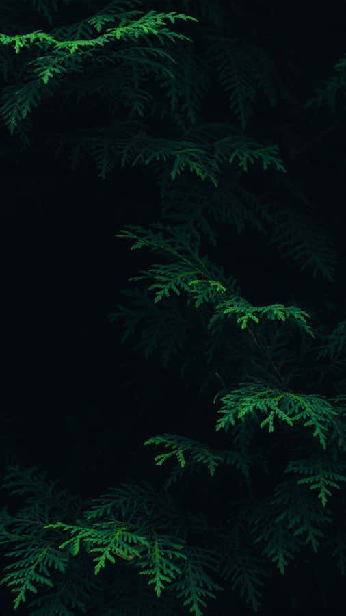 Get The New Olive Green Iphone. Wallpaper