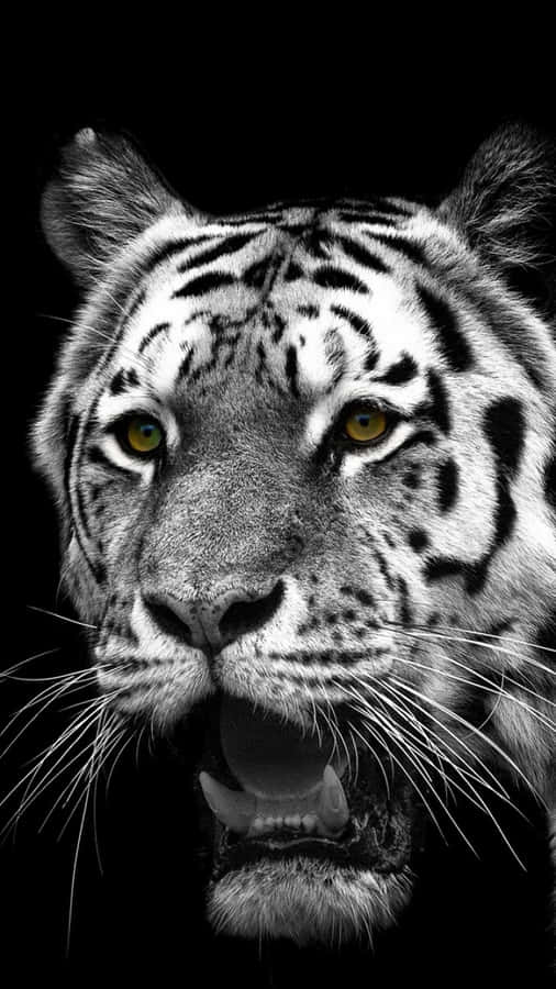 Get The Sleek, Modern Tiger Phone Today! Wallpaper