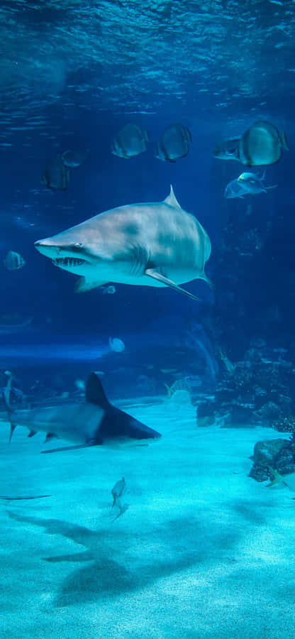 Get The Ultimate Function And Style With Shark Iphone Wallpaper