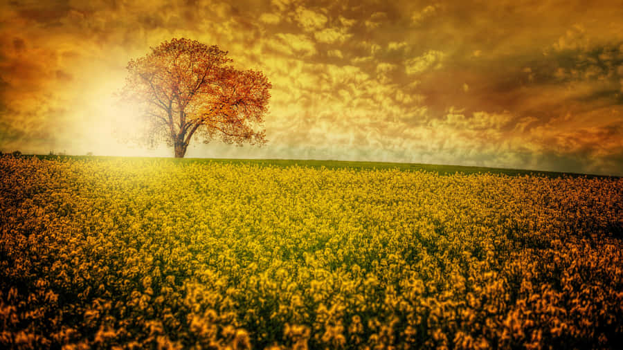 Golden Field Sunset Solitude Wallpaper