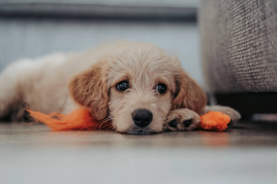 Goldendoodle Puppy Wallpaper