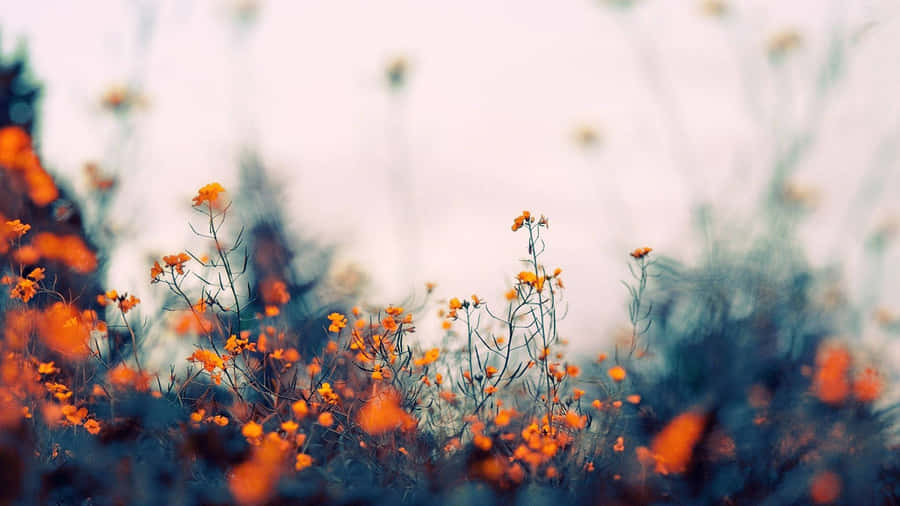 Gratifying And Mesmerizing California, The Land Of Beauty And Grandeur. Wallpaper