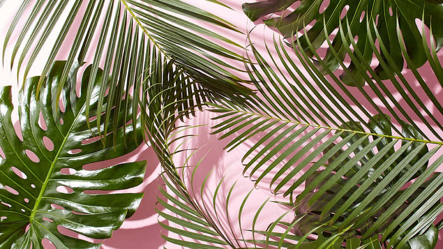 Green Aesthetic Desktop Nature Wallpaper