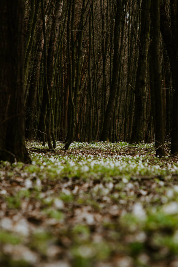 Green Forest Ground Wallpaper