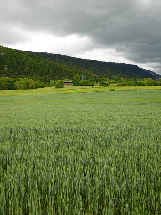 Field of Barley · Free Stock Photo