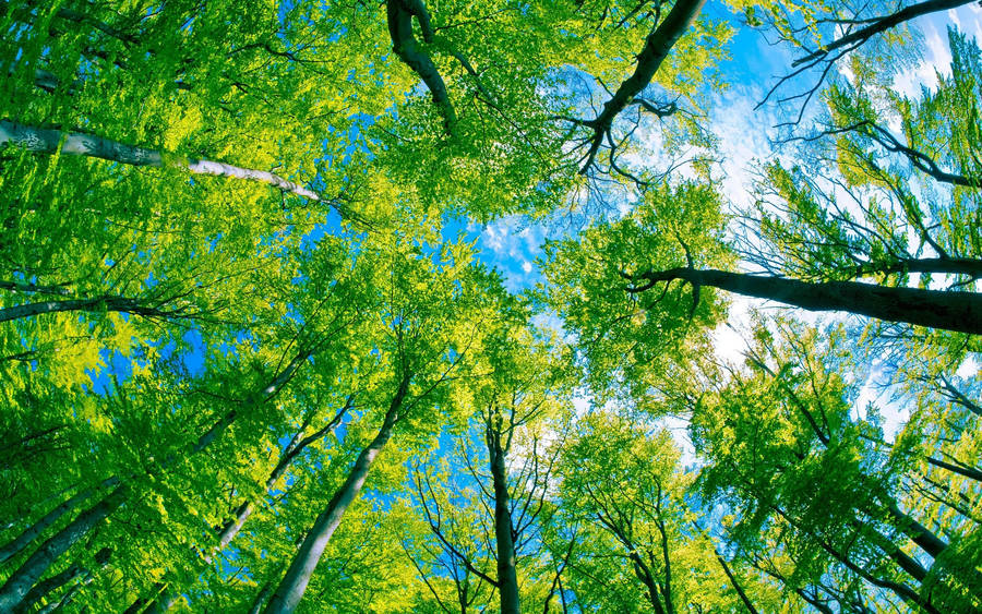 Download Free Green Sky Dense Forest Wallpaper - Mrwallpaper.com