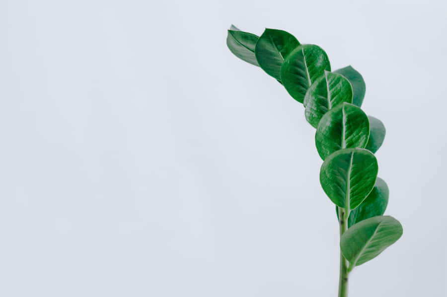 Green Zz Leaves Minimalist Plant Desktop Wallpaper