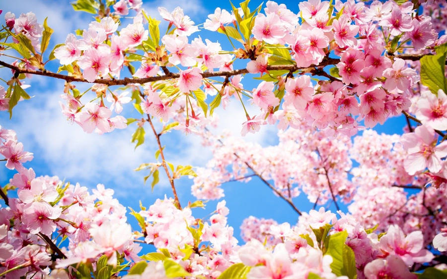 Happy Day Wallpaper
