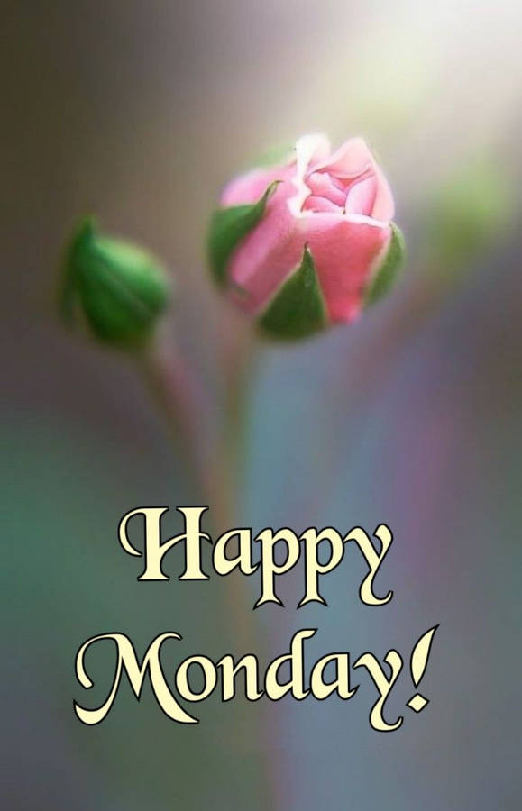 Download free Happy Monday Flower Bud Wallpaper - MrWallpaper.com