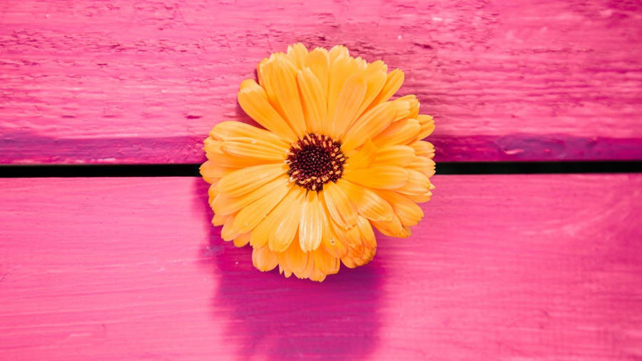Happy Sunflower Wallpaper