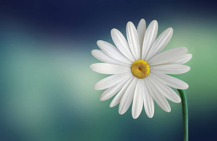 HD Daisy On The Computer wallpaper