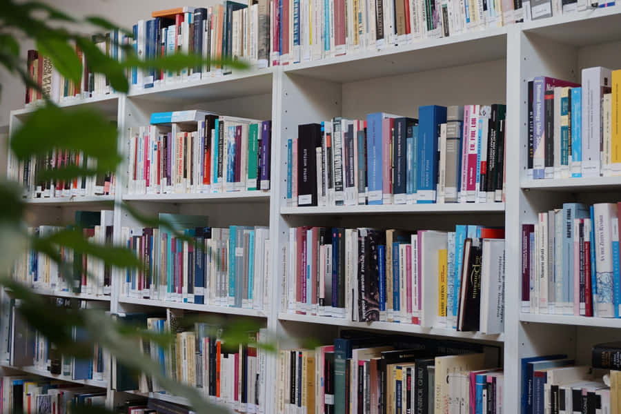 Home Library Many Book On Shelves Wallpaper
