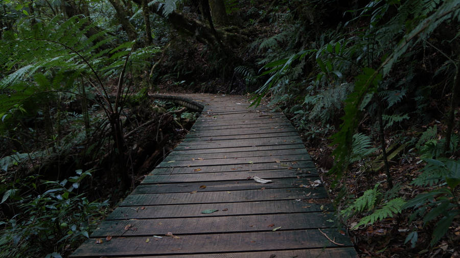 Download free Honduras Path To Forest Wallpaper - MrWallpaper.com