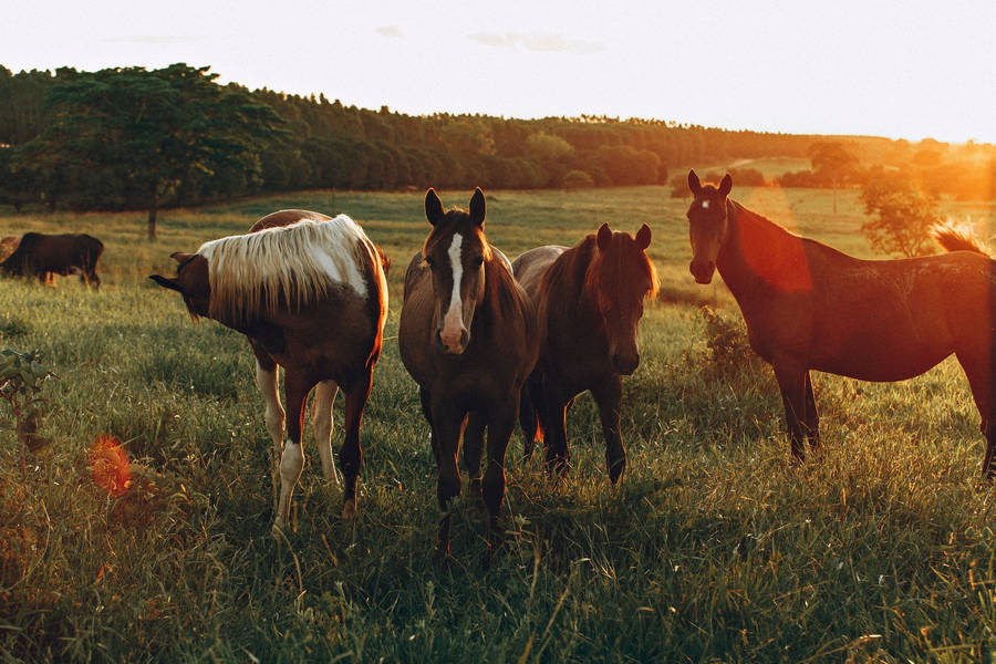 Download Free Horse Animals Grazing On The Farm Wallpaper - Mrwallpaper.com