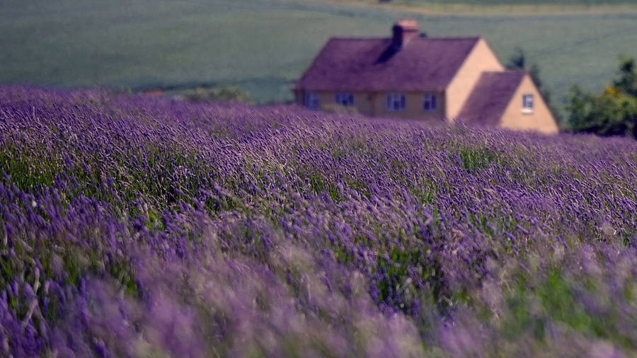 House Beside The Lavender Desktop Wallpaper