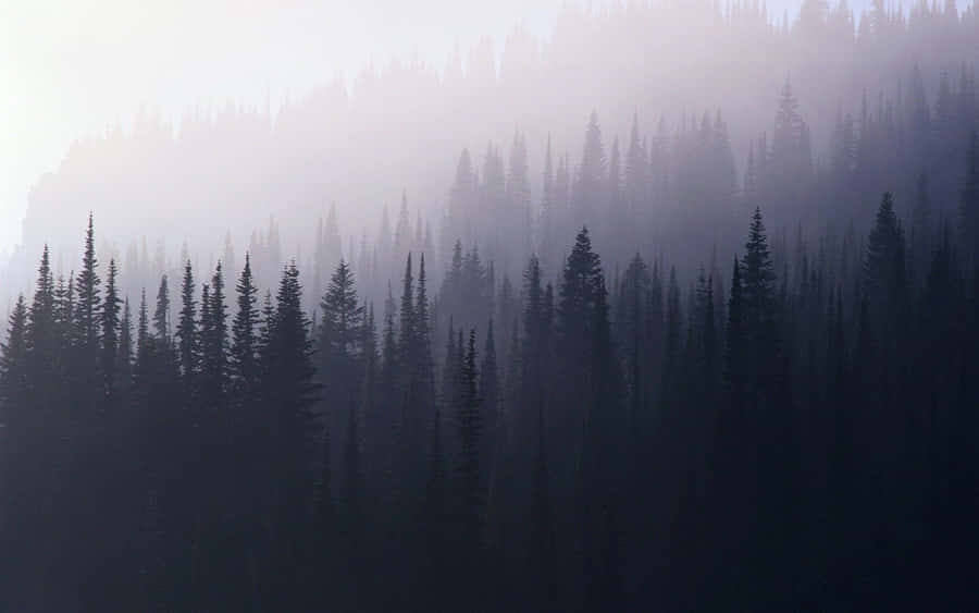 Image A Misty, Enchanting Forest Wallpaper
