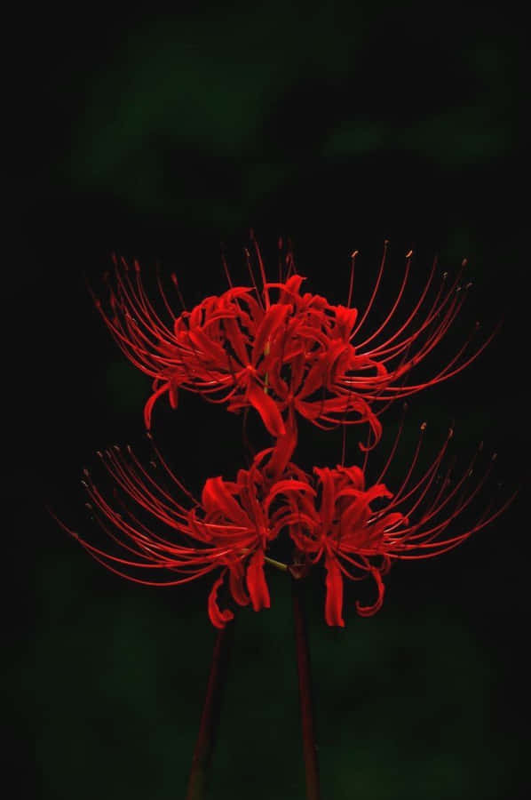 Image A Simplistic Illustration Of A Tokyo Ghoul Flower Wallpaper