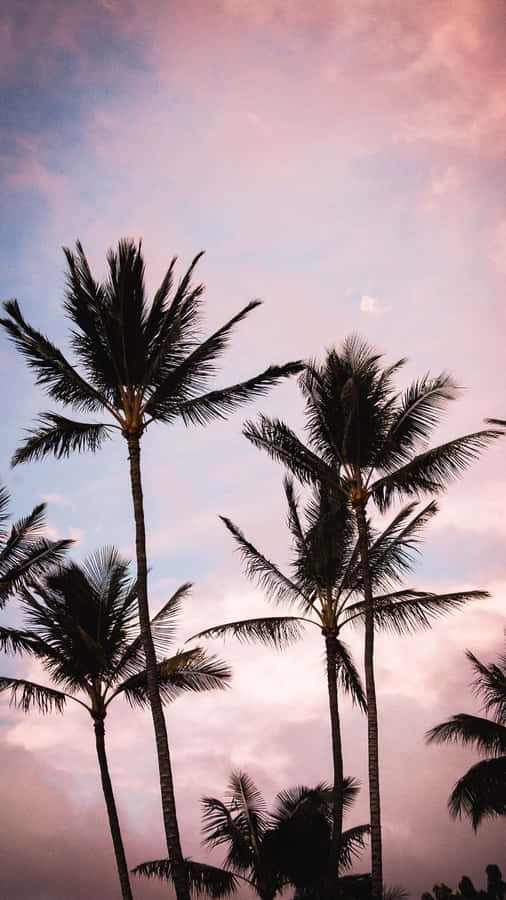 Download free Image Aesthetic Palm Tree In A Tranquil Beach Wallpaper ...