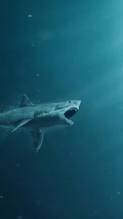 Image Dive In To Your Next Iphone With A Shark Wallpaper