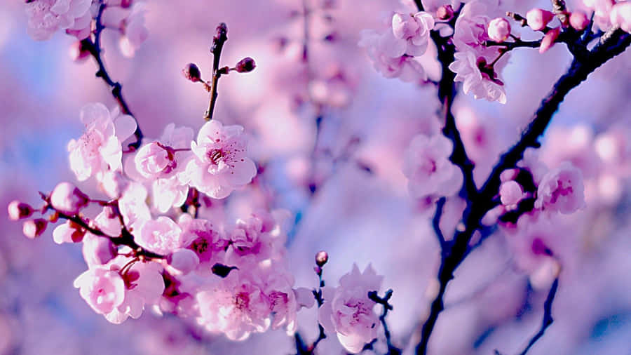 Image Trendy Plant Aesthetic Laptop Wallpaper