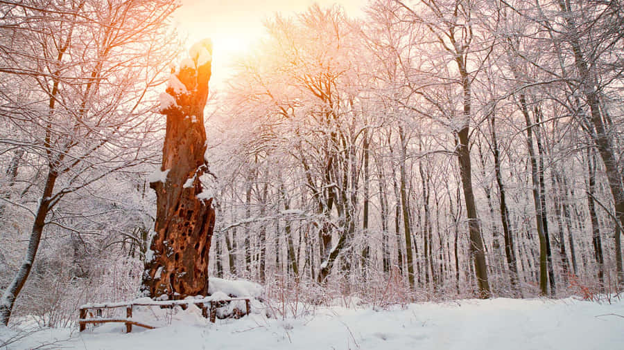 Immerse Yourself In A Winter Wonderland Wallpaper