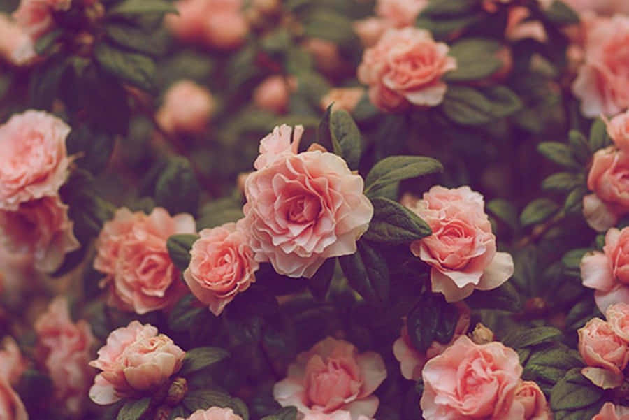 Indie Flower [wallpaper] Wallpaper
