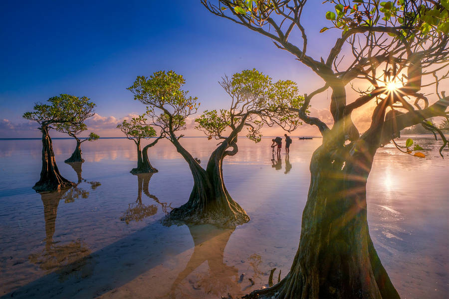 Great Barrier Reef: Mangroves on Howick Islands a blue carbon buffer