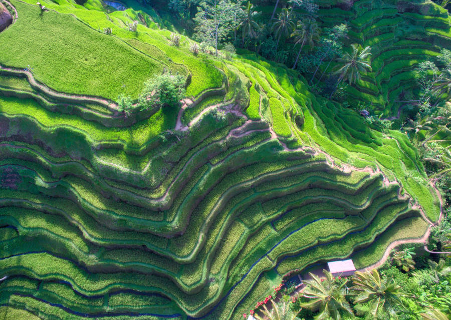 Rice terrace field, Pa-pong-peang, Chiang Mai, Thailand | Windows Spotlight  Images