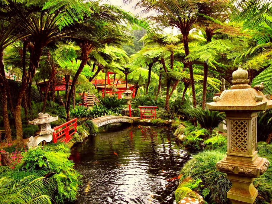 Japanese Inspired Koi Pond Desktop Wallpaper