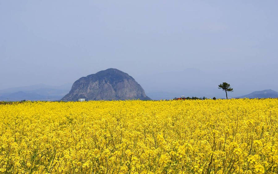 Download free Jeju Island Canola Flower Field Wallpaper - MrWallpaper.com