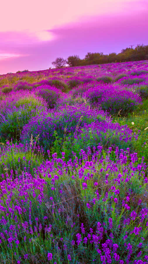 Lavender Field At Sunset Wallpaper
