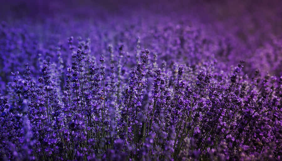 Lavender Field At Sunset Wallpaper