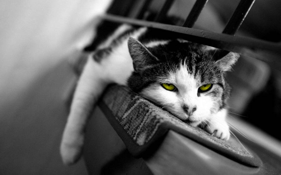 Lazy Black And White Cat Rests On A Rug Wallpaper