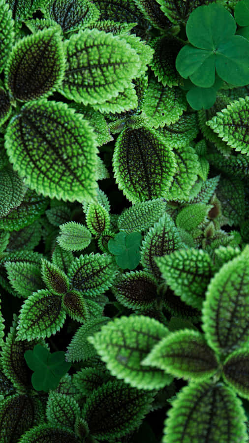 Let Your Style Stand Out With The Olive Green Iphone Wallpaper
