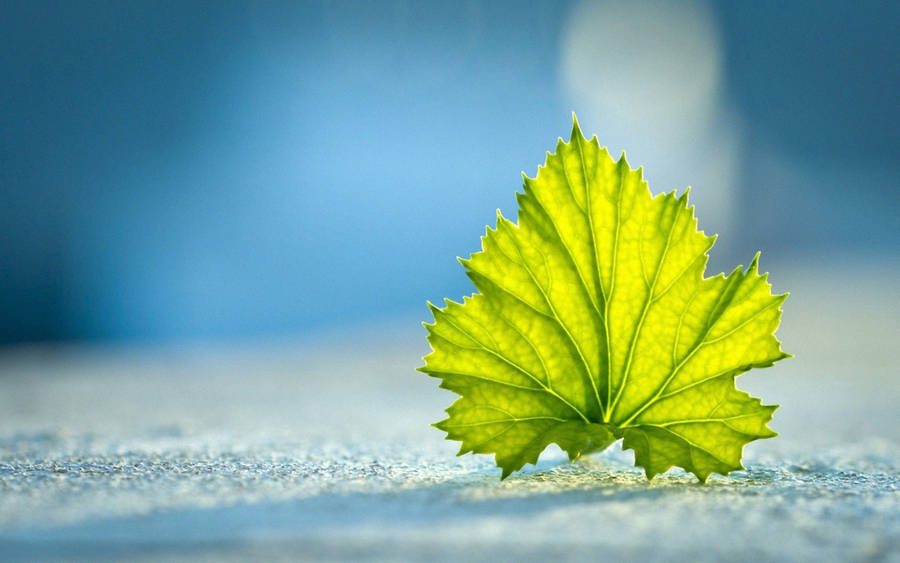 Light Blue Plain Green Maple Leaf Wallpaper