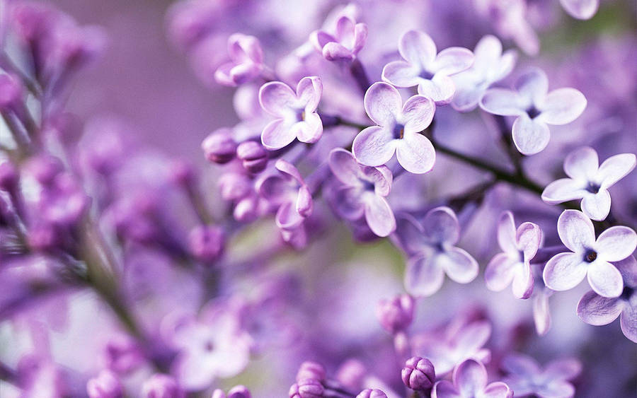 Lilac Flower Pc Wallpaper