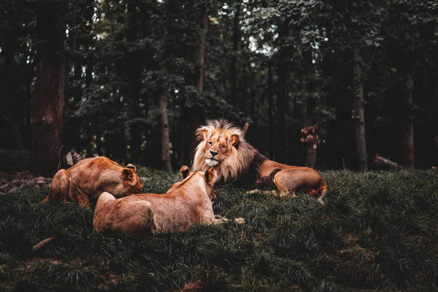 Lion And Lionesses Wild Animal Wallpaper