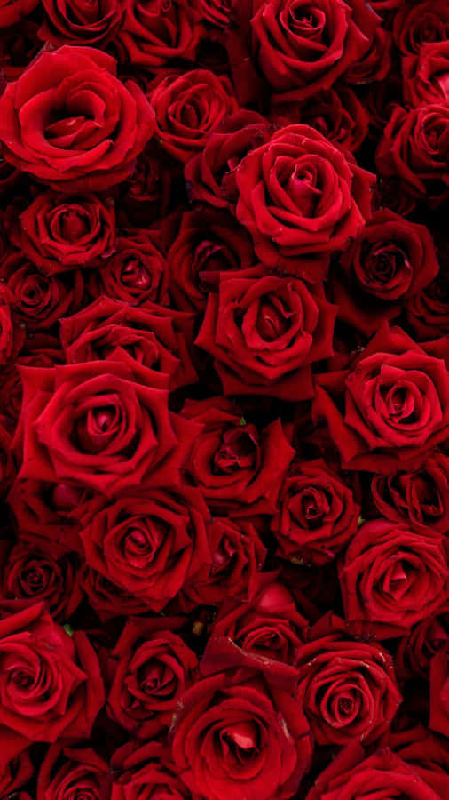 Look At This Cute Red Iphone! Wallpaper