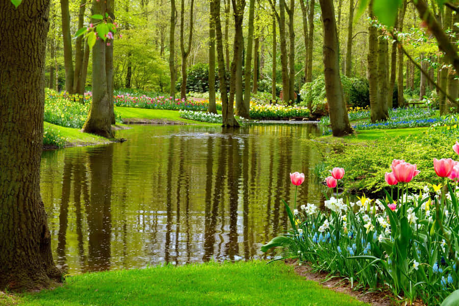 Lovely And Clean Pond Wallpaper