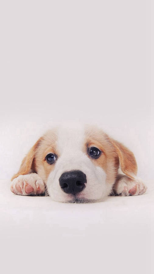 8,500+ Cute Dog Wallpaper Stock Videos and Royalty-Free Footage - iStock