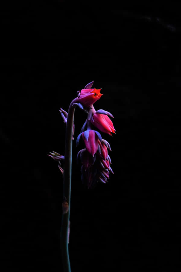 Lush Black And Pink Flower Wallpaper
