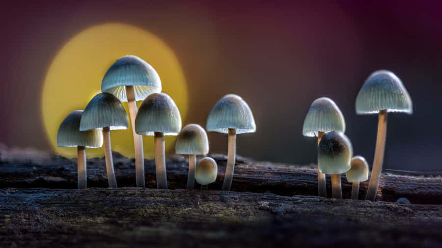 Magic Mushroom Fungus On Dried Tree Branch Wallpaper