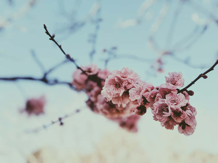 Magical Dawn Of Spring Wallpaper