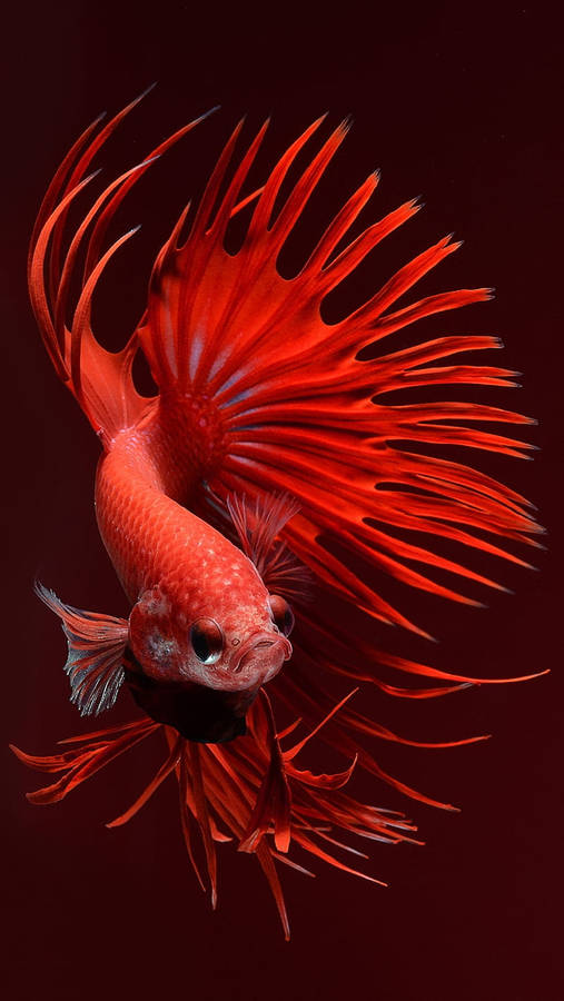 Red Blue Siamese Fighting Fish. Siamese Fighting Fish, Betta Fish, Betta HD  phone wallpaper | Pxfuel