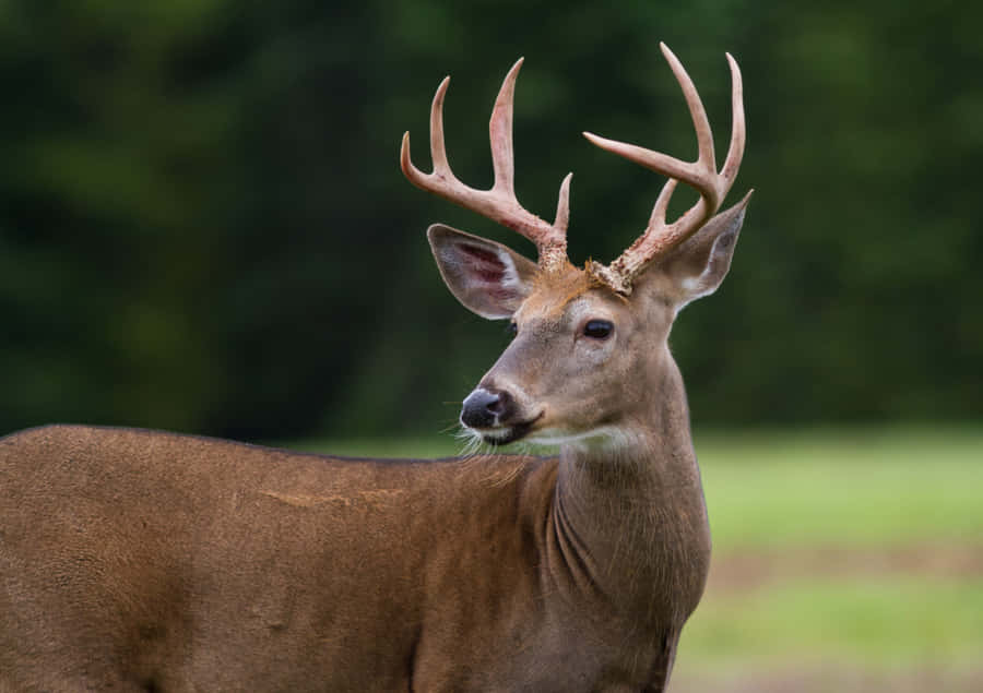 Magnificent Whitetail Deer Living In The Wild Wallpaper